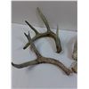 Image 2 : (4) Deer Shed Antlers