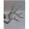 Image 3 : (4) Deer Shed Antlers