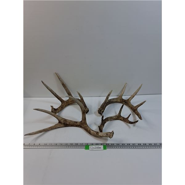 (4) Deer Shed Antlers