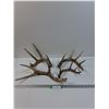 Image 1 : (4) Deer Shed Antlers