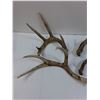 Image 2 : (4) Deer Shed Antlers