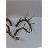 Image 3 : (4) Deer Shed Antlers