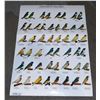 LARGE LAMINATED " GOULDIAN FINCHES" POSTER