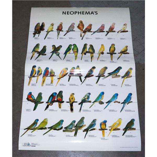 LARGE LAMINATED   NEOPHEMA'S  POSTER