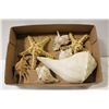 Image 1 : CONCH & STARFISH COLLECTION