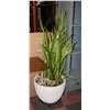 Image 1 : *ESTATE* LARGE REAL FLOOR HOUSE PLANT