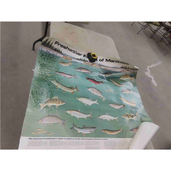 Posters : Fresh Water Fish of Manitoba, Peewee