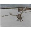 Image 8 : George McLean Limited Edition Signed, Numbered 