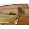 Image 2 : Mounted Fish 35'' x 18'' 