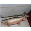 Image 1 : Large Fish (Lake Trout)  41'' L Waiting for Permanent Mount 