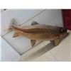 Image 2 : Large Fish (Lake Trout)  41'' L Waiting for Permanent Mount 