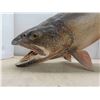 Image 3 : Large Fish (Lake Trout)  41'' L Waiting for Permanent Mount 