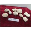 Image 1 : 9pcs Of Stony Coral From Reefs  In West Atlantic/ 