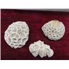 Image 2 : 9pcs Of Stony Coral From Reefs  In West Atlantic/ 