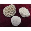 Image 3 : 9pcs Of Stony Coral From Reefs  In West Atlantic/ 