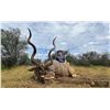 Image 1 : Plains Game Hunt 2x1 5 Days Limpopo with Intrepid Safaris