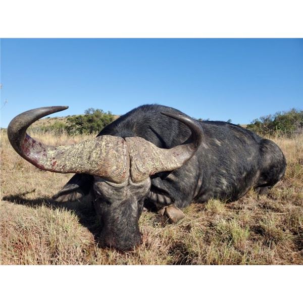 Cape Buffalo Hunt with Rocklands Safaris Eastern Cape SA