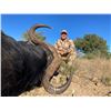 Image 2 : Cape Buffalo Hunt with Rocklands Safaris Eastern Cape SA