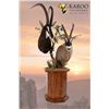 Image 4 : Karoo Taxidermy $2000 Credit