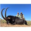 Image 1 : Sable Hunt with Trek Safaris South Africa