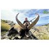 Image 2 : Spainish Ibex Hunt with Iberhunting Spain