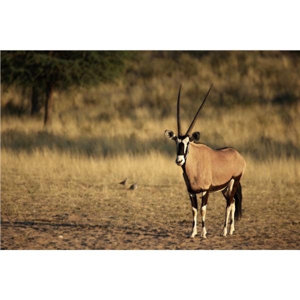 Hunt Namibia with Khomas Highland Hunting