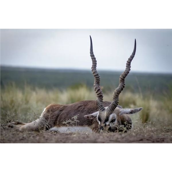 Argentina Black Buck Hunt for 2