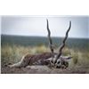 Image 1 : Argentina Black Buck Hunt for 2