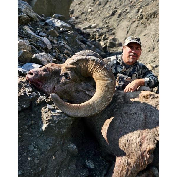 Rocky Mtn Bighorn Sheep Hunt Alberta