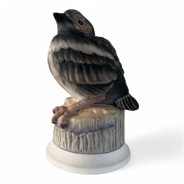 BOEHM - FLEDGLING MAGPIE