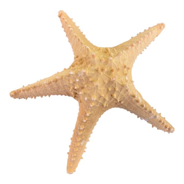 NATURAL STARFISH LARGE