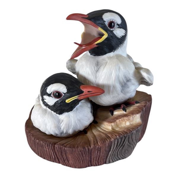 BOEHM - BONAPARTES GULLS