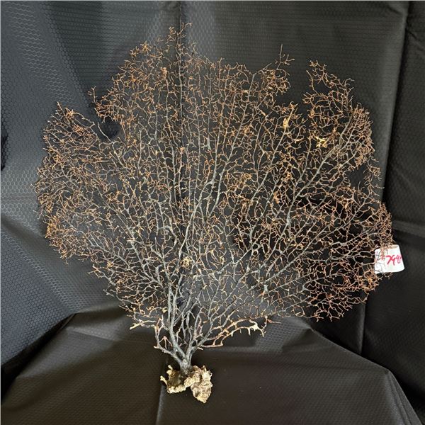 NATURAL CORAL SEA FAN