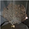 Image 1 : NATURAL CORAL SEA FAN