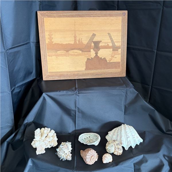 LOT OF NATURAL SEA SHELLS