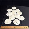 Image 1 : LOT OF DRIED SAND DOLLARS