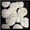 Image 2 : LOT OF DRIED SAND DOLLARS