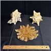 Image 1 : LOT OF SHELLS AND SUCH