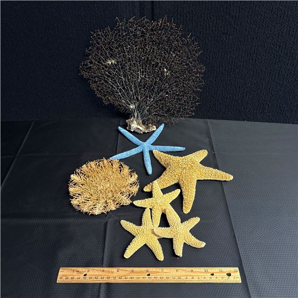 LOT OF NATURAL PRESERVED SEA LIFE