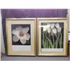 Image 1 : Lot of 2 Harold Feinstein Floral Art Prints, Framed 25" x 31" "Tulips" and " Magnolia"