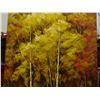 Image 3 : LARGE Painting of Birch Trees in Autumn Heavy Pallet Knife Painting Canvas Art
