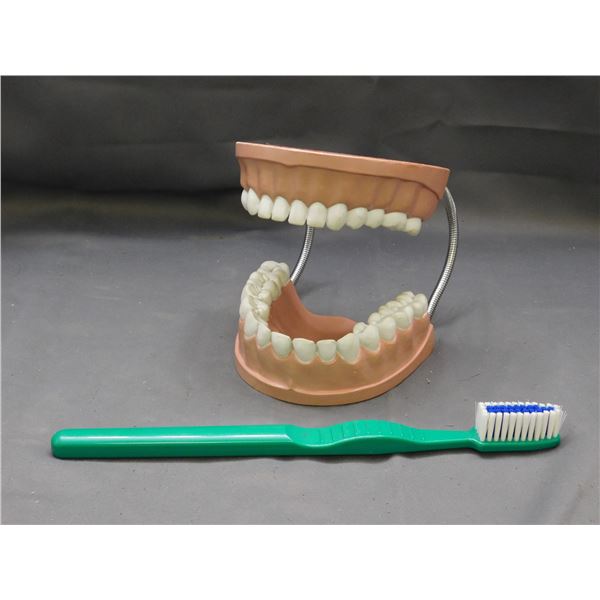 Dentists Office Demonstration Plastic Set of Teeth & Brush Medical, Dental Tooth Diorama