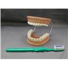 Image 1 : Dentists Office Demonstration Plastic Set of Teeth & Brush Medical, Dental Tooth Diorama
