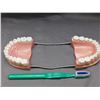 Image 2 : Dentists Office Demonstration Plastic Set of Teeth & Brush Medical, Dental Tooth Diorama