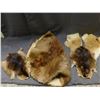 Image 1 : Lot of Assorted Fur Pelts Beaver, Etc