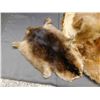 Image 2 : Lot of Assorted Fur Pelts Beaver, Etc