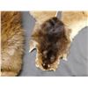 Image 3 : Lot of Assorted Fur Pelts Beaver, Etc