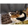 Image 1 : Lot of Assorted Vintage Furs Collars, Scarfs, Pelts, etc