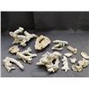 Image 1 : Lot of Assorted Ocean Specimens Coral Pieces, Etc