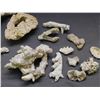 Image 2 : Lot of Assorted Ocean Specimens Coral Pieces, Etc